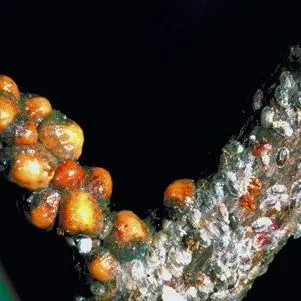 thumbnail for publication: Tuliptree Scale Toumeyella liriodendri (Gmelin) (Insecta: Hemiptera: Coccoidea: Coccidae)